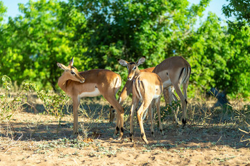 Naklejka na ściany i meble impala antelopes in Chobe national park, Botswana safari , Africa wildlife