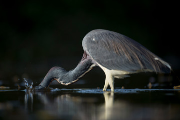 A Tricolored Heron stalks the shallow water in the early morning sun with a dark background and dramatic lighting.