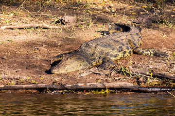 resting big nile crocodile on river bank, Chobe river, Botswana safari wildlife