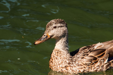 Portrait of Female Mallard Duck swimming on a lake