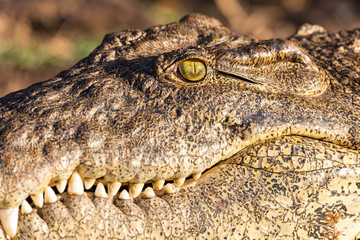 close up detail of eze of resting nile crocodile on river bank, Chobe river, Botswana safari wildlife