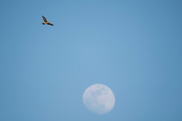 A Northern Harrier flies in front of a bright blue sky with a near full moon slightly out of focus...