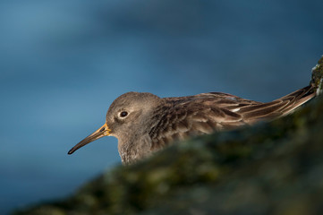 A close-up of a Purple Sandpiper in the morning sunlight on green seaweed covered jetty rocks.