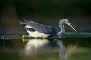 A Tricolored Heron stalks the shallow water in the early morning sun with a dark background and dramatic lighting.