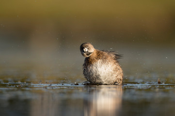 A Pied-billed Grebe shakes off after a preening session in the golden morning sunlight.
