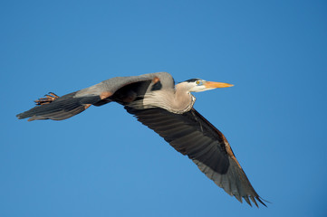 A Great Blue Heron flies in front of a bright blue sky with its wings spread on a sunny day.