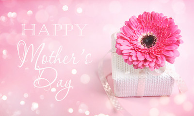 Fresh gerberas (daisy gerber). Spring background