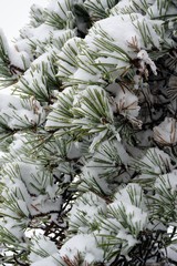 Snowy Pine Branches