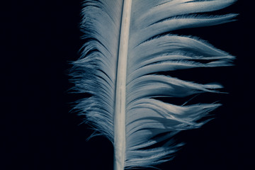 pen feather of bird