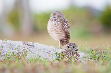 A pair of Florida Burrowing Owls standing in and around their burrow in soft light with a smooth green and brown background.