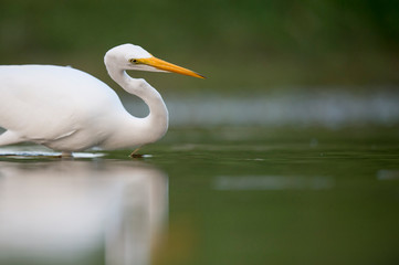 A Great Egret wades in the shallow water searching for small fish and food in soft light with a smooth green background.