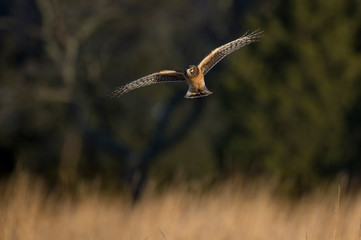 A Northern Harrier flies over an open field as the golden setting sunlight shines on it.