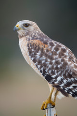 A close portrait of a Red-shouldered Hawk with a smooth background in soft light with its piercing eyes.