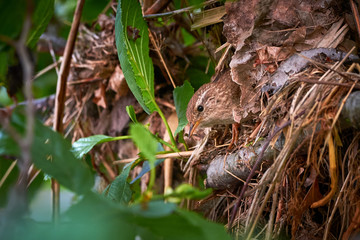 Eurasian Wren Bird in His Nest (Troglodytes troglodytes)	