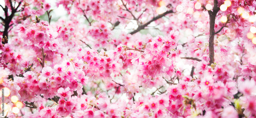 Wall mural spring background with cherry blossom