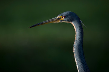 A close head shot of a Tricolored Heron showing off its yellow bill and bright red eye with a smooth green background.