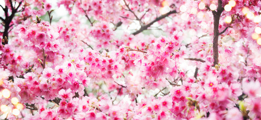 Fototapeta premium Spring background with cherry blossom