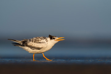 A juvenile Royal Tern walks and calls out on a sandy beach in shallow water with an ocean background in the bright sunlight.