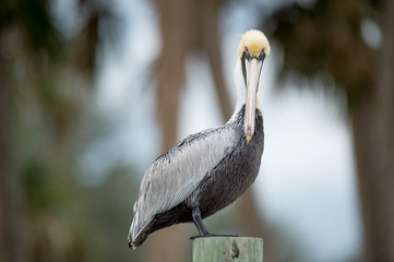 A Brown Pelican perched on a wooden pole in soft overcast light as it rests.
