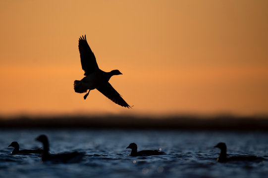 A silhouetted Brant flies in to land on the water with its wings spread in front of an orange sunrise sky over the blue water.
