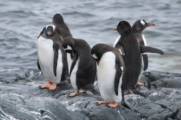 Obraz premium Antarctica, group of Adelie Penguins. Nature and landscapes of Antarctic