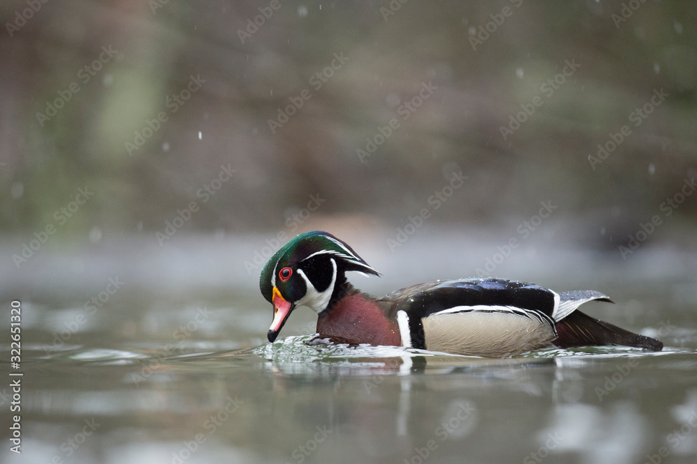 Canvas Prints a male wood duck swims in the water on a light snowing day in soft overcast light.