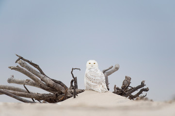 A Snowy Owl perched in the center of large driftwood with branches sticking out of the beach sand.