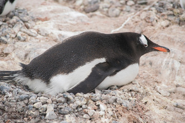 Fototapeta premium Gentoo penguin with egg and newly hatched chick, Antarctica