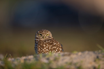 A Florida Burrowing Owl sits on the ground with a dark smooth background in the golden morning sunlight.