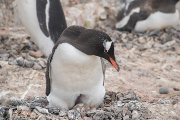 Fototapeta premium Gentoo penguin with egg and newly hatched chick, Antarctica
