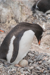 Fototapeta premium Gentoo penguin with egg and newly hatched chick, Antarctica