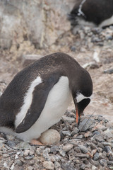 Fototapeta premium Gentoo penguin with egg and newly hatched chick, Antarctica