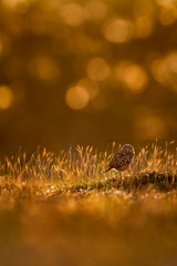 A Florida Burrowing Owl stares straight at the camera as it glows in the golden morning sunlight in an open field.