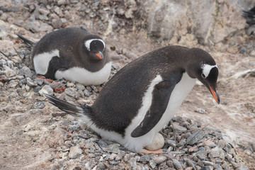 Naklejka premium Gentoo penguin with egg and newly hatched chick, Antarctica