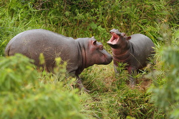hippo, baby hippo in the wilderness of Africa
