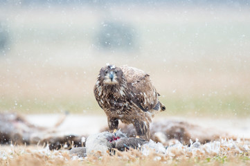A juvenile Bald Eagle stands on a carcass in a farm field on a snowy winter day.