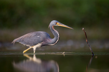 A Tricolored Heron stalks the shallow water in the early morning sun with a dark background and dramatic lighting.