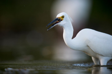 A Snowy Egret stalks the shallow water in search of food with a dark smooth background.