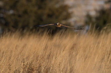 A Northern Harrier flies over an open field as the golden setting sunlight shines on it.