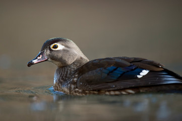 A close-up portrait of a female Wood Duck swimming in water with a smooth background in soft light.