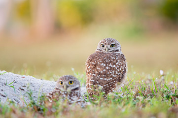 A pair of Florida Burrowing Owls standing in the grass in soft morning sunlight with a smooth background.