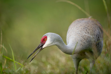 Close-up of a Sandhill Crane feeding in the tall grass in soft overcast light with a smooth green background.