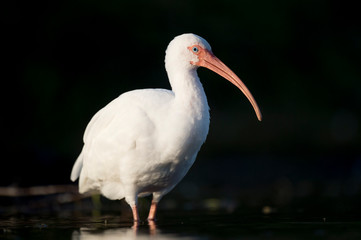 A close-up portrait of a White Ibis in the bright sun against a dark black background.