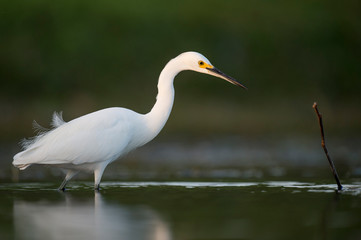 A Snowy Egret stalks prey in shallow water in early morning sunlight with a dark green background.