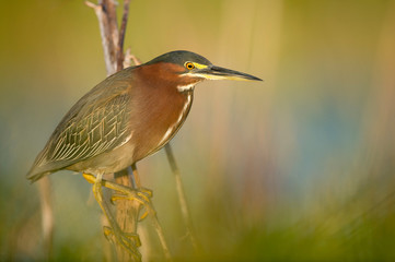 A Green Heron perched on a branch with a smooth green background in the bright morning sunlight.