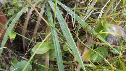 Dew on the grass