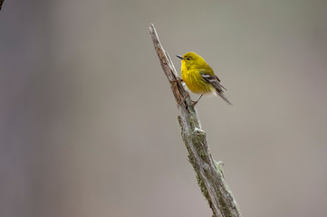 A bright yellow Pine Warbler perched in a branch with a smooth background in soft overcast light.