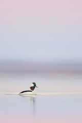 Male Bufflehead swims in calm water reflecting pastel pink, purple and blue colors from the dawn sky.