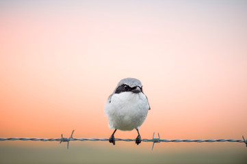 A close-up Loggerhead Shrike perched on barbed wire in front of a soft colored orange and pink sunset sky.
