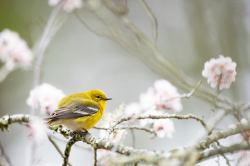 Bright yellow Pine Warbler perched in a flowering tree in spring in sotf overcast light.